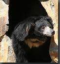 bear