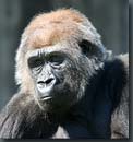 gorilla