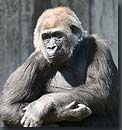 goryl