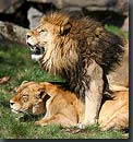 lions