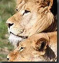 lions