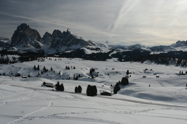 Alpedisiusi
